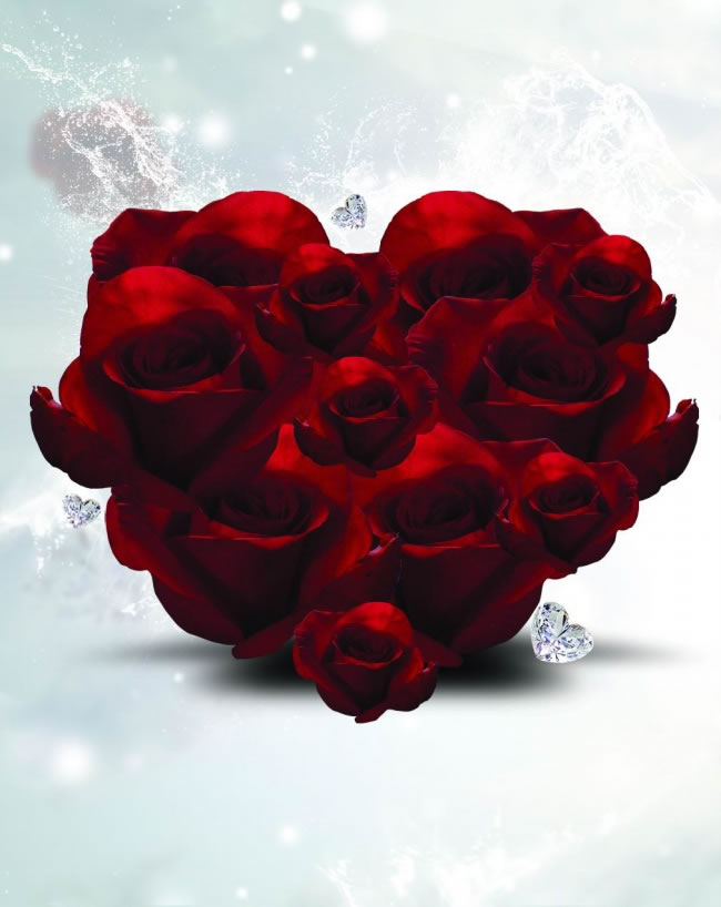 点击大图看下一张：情人节红玫瑰花背景图片