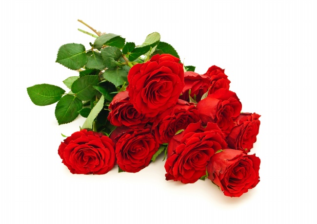 点击大图看下一张：情人节红玫瑰图片