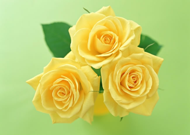 点击大图看下一张:唯美黄色玫瑰花图片