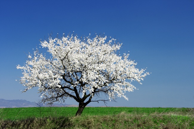 点击大图看下一张：白色樱花树图片