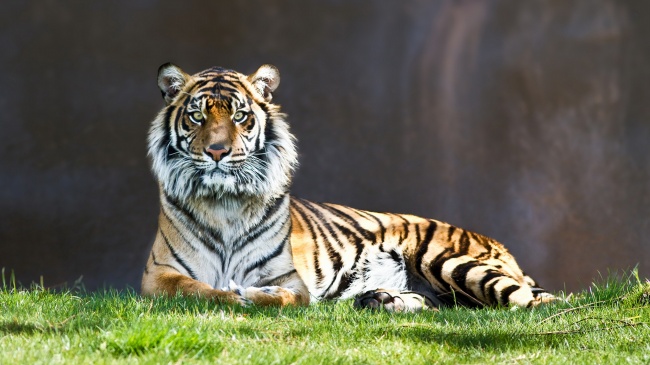 点击大图看下一张：草地上的老虎图片