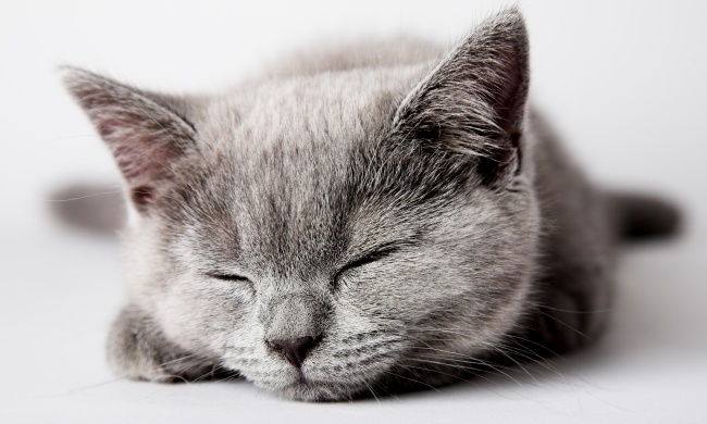 点击大图看下一张：猫咪睡觉高清图片