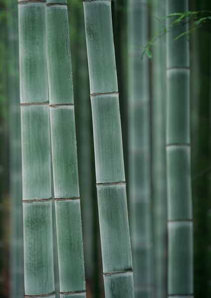 点击大图看下一张：竹子图片