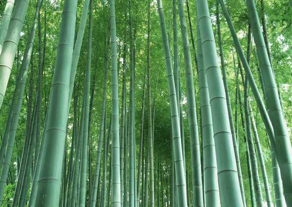 点击大图看下一张：竹子图片