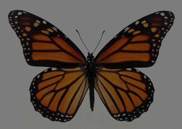 点击大图看下一张：蝴蝶标本图片 177