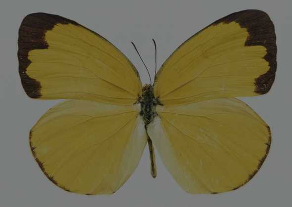 点击大图看下一张：蝴蝶标本图片(土黄色)