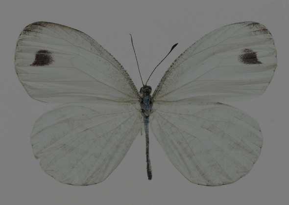 点击大图看下一张：蝴蝶标本图片(白色)