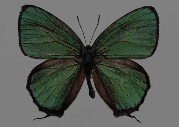 点击大图看下一张：蝴蝶标本图片(绿色)