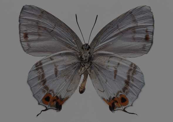 点击大图看下一张：蝴蝶标本图片 灰色 181