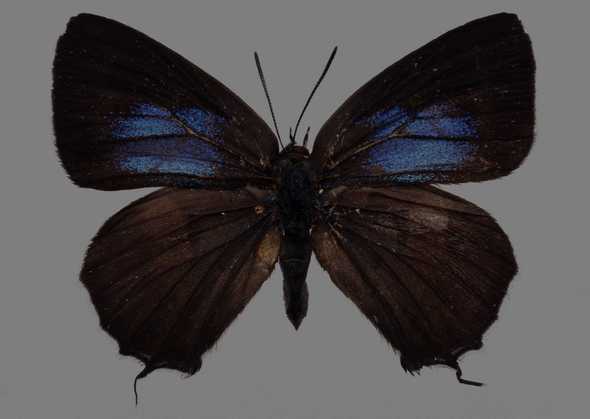 点击大图看下一张：蝴蝶标本图片 182