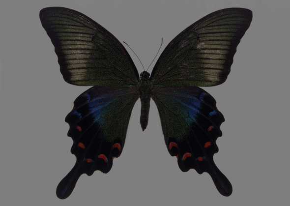 点击大图看下一张：蝴蝶标本图片