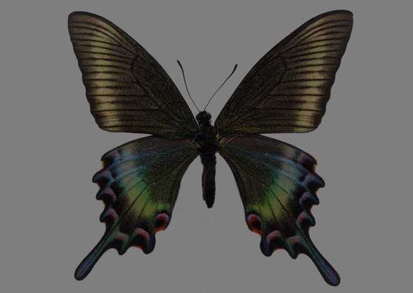 点击大图看下一张：蝴蝶标本图片 191