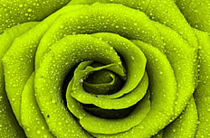 绿色玫瑰花图片素材