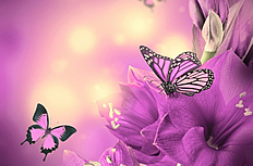 紫色鲜花蝴蝶图片