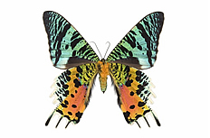 彩色蝴蝶高清图片素材