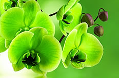 绿色蝴蝶兰图片
