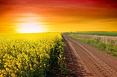 田野油菜花图片