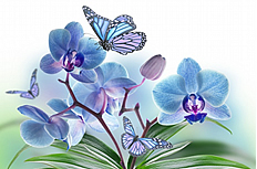 蝴蝶兰图片素材