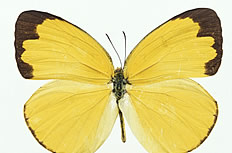 蝴蝶标本图片下载