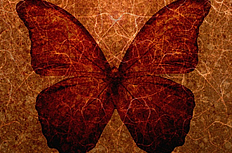 蝴蝶底纹背景图片素材