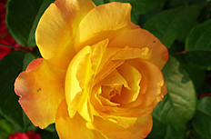 黄色玫瑰花图片下载