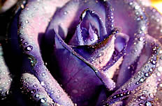 紫色玫瑰花高清图片