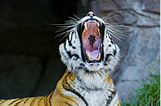 嘶吼的老虎高清图片