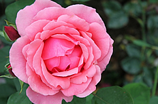 粉色玫瑰花高清图片