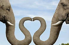 非洲大象爱心高清图片
