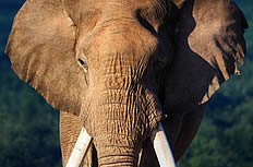 非洲大象高清图片