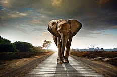 非洲大象高清图片下载