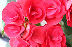 粉色丽格海棠花高清图片