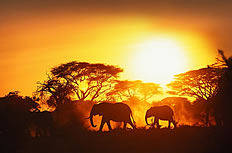 非洲草原大象图片下载