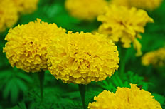 金黄色菊花高清图片