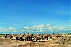 迁徙的野生大象高清图片