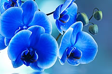 唯美蓝色蝴蝶兰花高清图片