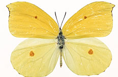 淡雅黄色蝴蝶高清图片