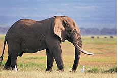 非洲草地野生大象高清图片