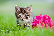 草地上的可爱猫咪高清图片