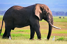 草地上的大象高清图片