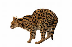 孟加拉豹猫高清图片
