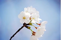 白色樱花高清特写图片