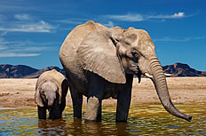 河中饮水的小象高清图片