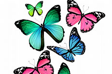 唯美彩色卡通蝴蝶图片素材