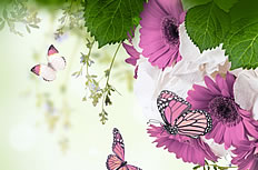 唯美蝴蝶鲜花图片素材