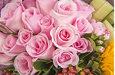 粉色香槟玫瑰花束高清图片