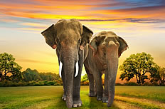 散步的大象图片下载