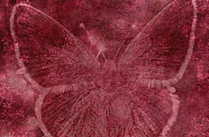 红色蝴蝶底纹图片素材
