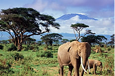 原始森林野生大象高清图片