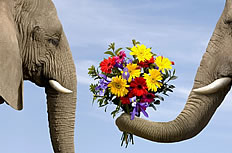 可爱大象献花高清图片